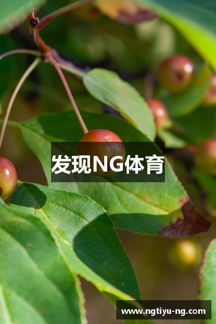 发现NG体育